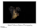 Egyptian fruitbat Rousettus aegyptiacus